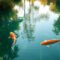 koi pond temperature