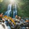 professional waterfall builders