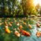 summer koi feeding